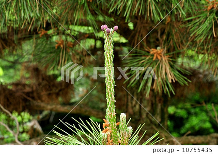 松 花 雄花 松の花の写真素材