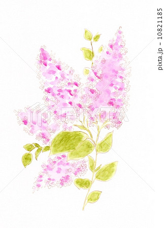 初夏 ライラック リラ 花のイラスト素材