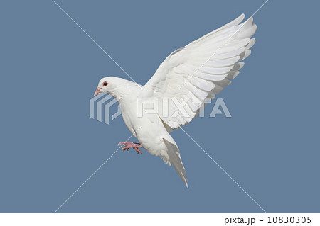 飛んでいる鳩の写真素材