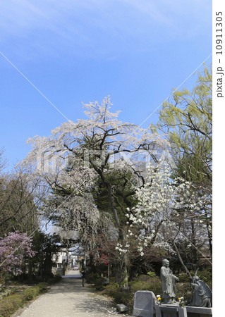 関川寺 関川寺結城桜の写真素材 Pixta