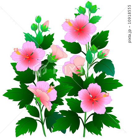 芙蓉 フヨウ アオイ科 フヨウ属のイラスト素材 - PIXTA