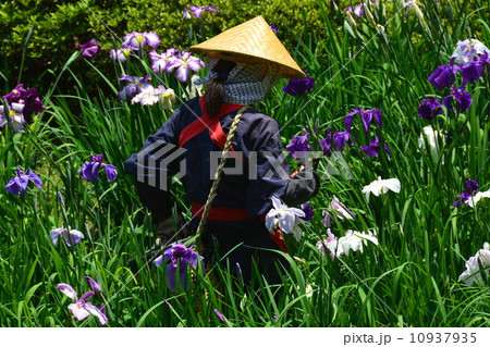 花がら摘み娘の写真素材