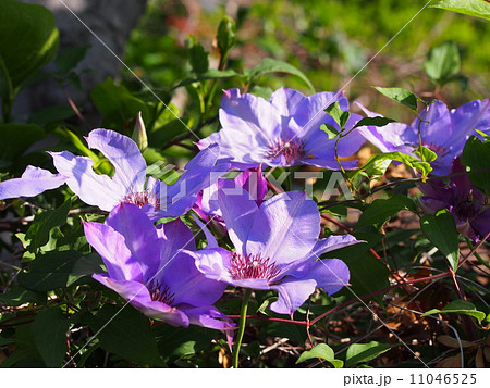 花 テッセン 鉄扇 植物 園芸種の写真素材