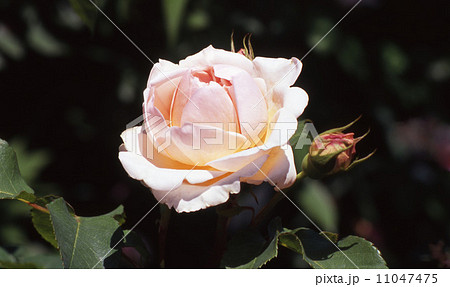 バラエブリン 薔薇の写真素材