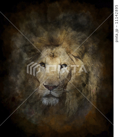 動物 ライオン 壁紙 自然のイラスト素材