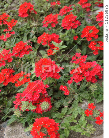 花びら５枚 植物 葉 赤い花 花びら 春の写真素材