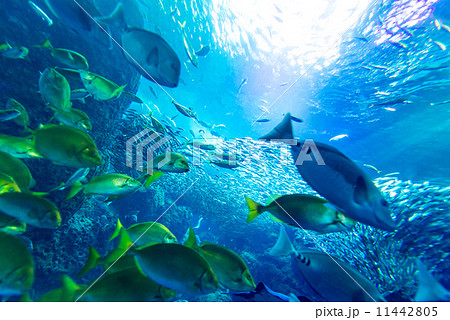 深海魚 景色 風景 水族館の写真素材
