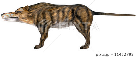 陸生動物 砂漠 骨 肉食 動物 大型のイラスト素材