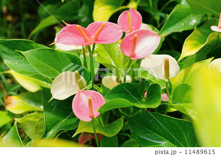 アンスリウムアンドレアナムの写真素材