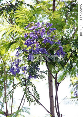 ジャカランダ 花 大阪府 長居公園の写真素材