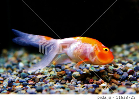 魚 風船魚 日本 動物の写真素材