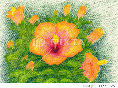 花 ハイビスカス イラスト 色鉛筆の写真素材 - PIXTA