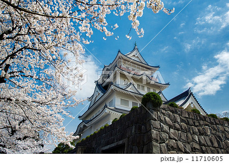 千葉城 桜 日本史 お花見の写真素材