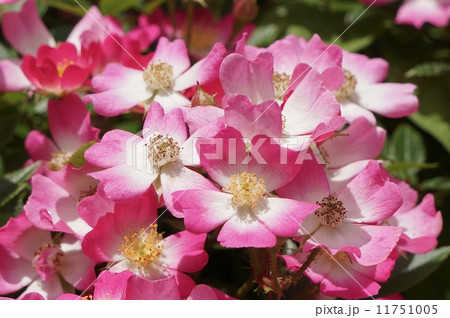 ミニバラ 一重咲き ピンク 花の写真素材