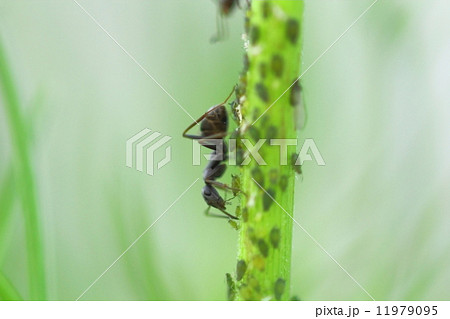 アブラムシ 蟻 蜜 共存の写真素材