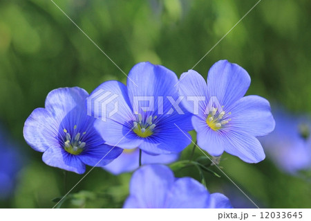 アマ 花 麻の原料 薄青色の写真素材