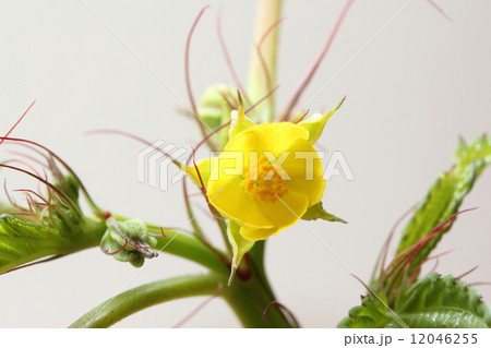 モロヘイヤの花の写真素材