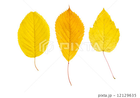 ポプラ 葉の写真素材