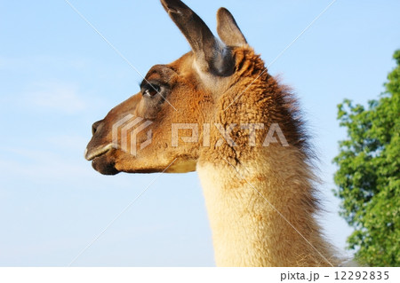 ラマ リャマ ジャマ 顔の写真素材