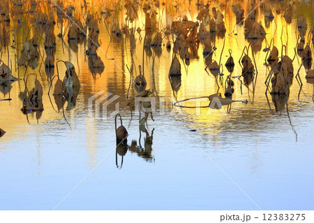 蓮 枯れる 池 水面の写真素材