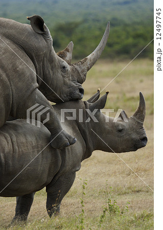 サイ 交尾 シロサイ 動物写真 サイ科の写真素材