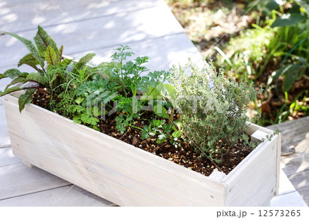 プランター 寄せ植え キッチンハーブ 植えるの写真素材