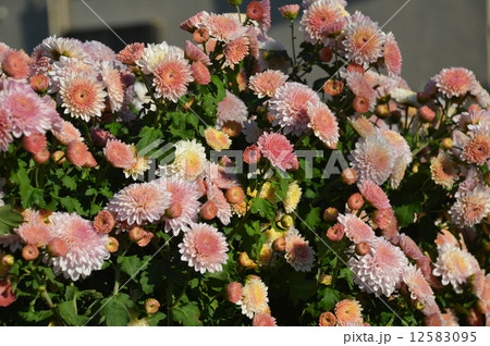 小菊 道端で 菊の香り 秋の花の写真素材