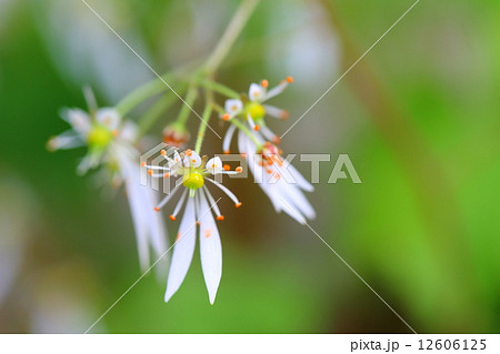 離弁花類 草の写真素材