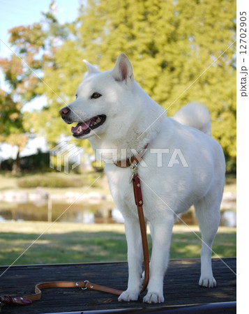 北海道犬の写真素材 - PIXTA