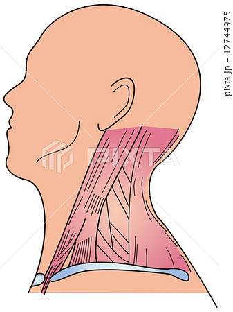 頭部 ベクター 胸鎖乳突筋 筋肉のイラスト素材