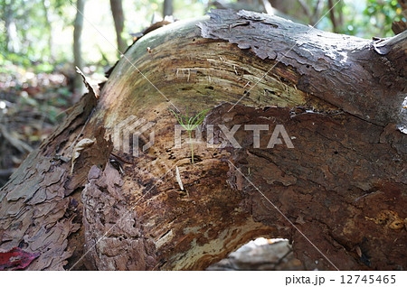 朽ちた木の写真素材