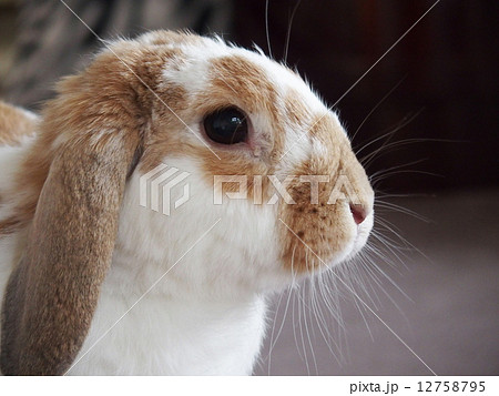 うさぎ ホーランドロップ 動物 横顔の写真素材