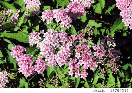 初夏にピンクの小さい花沢山の写真素材