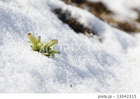 フキノトウ 蕗の薹 ふきのとう 雪の写真素材