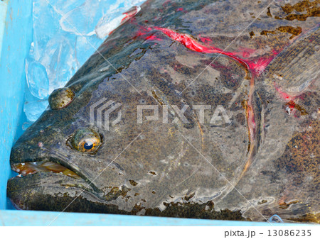血抜き ヒラメ 平目 ひらめの写真素材