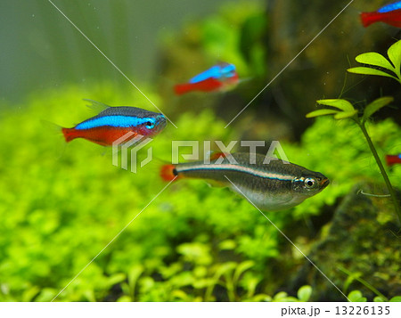 カージナルテトラ 魚 コッピー アカヒレの写真素材