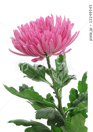 アナスタシア 花の写真素材