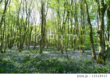 ブルーベル 森林 花畑 森の写真素材