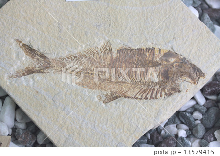 魚 化石の写真素材 - PIXTA
