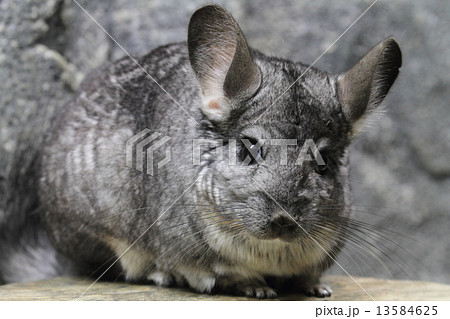 チンチラ 東山動物園 夜行性 ネズミ目の写真素材