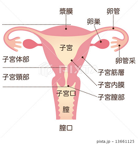 子宮のイラスト素材