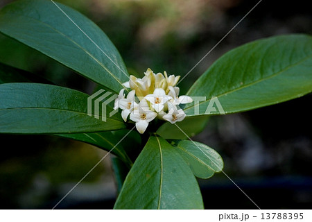 コショウノキ 野生種 胡椒の木 樹の花の写真素材