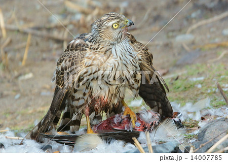 タカ 弱肉強食 猛禽類 捕食の写真素材