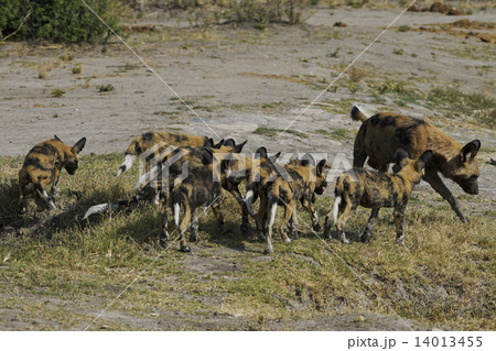 リカオン 野生動物 ワイルドドッグ イヌ科の写真素材