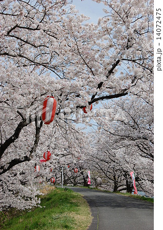 海蔵川さくらまつりの写真素材