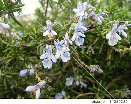 良い香りのハーブローズマリーの紫の花の写真素材