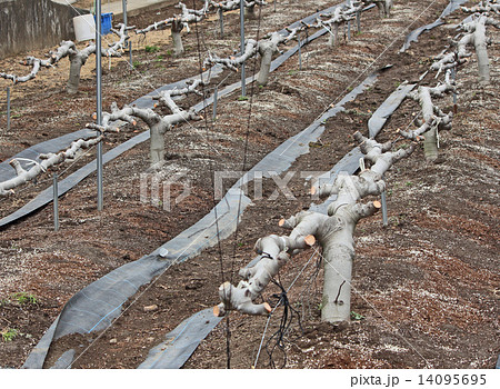 冬のイチジクの木 栽培の写真素材