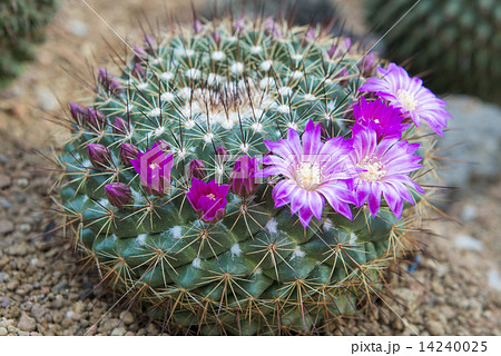 マミラリア 花 蕾 サボテンの写真素材