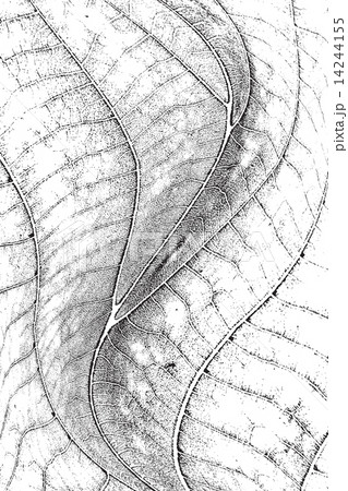 オーバーレイ テクスチャ テクスチャー リーフのイラスト素材