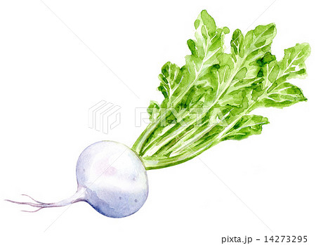 かぶらのイラスト素材 かぶらのイラスト素材